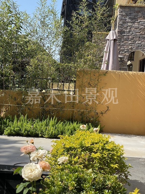 在設計別墅花園時如何養(yǎng)好菊花？